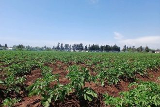 جيد وخالٍ من الأمراض.. زراعة طرطوس تتابع موسم البطاطا في سهل عكار