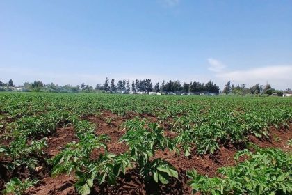 جيد وخالٍ من الأمراض.. زراعة طرطوس تتابع موسم البطاطا في سهل عكار