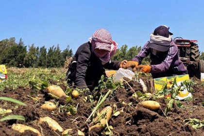 جني موسم البطاطا مستمر بريف طرطوس … إنتاجية أعلى ورضا عن الأسعا