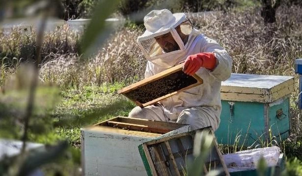 سوريا تحتفل باليوم العالمي للنحل.. إنتاج أكثر من 3500 طن من العسل