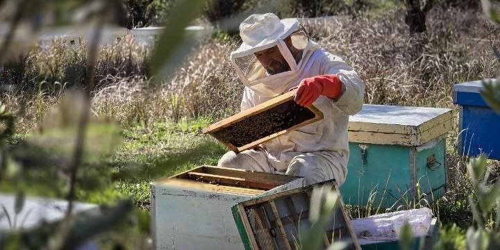 سوريا تحتفل باليوم العالمي للنحل.. إنتاج أكثر من 3500 طن من العسل